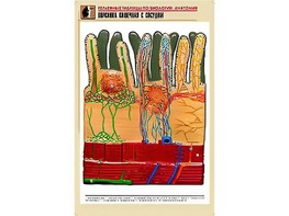 Рельефная таблица "Ворсинка кишечная с сосудом" (формат А1, матовое ламинирование) - fgospostavki.ru - Щёлково