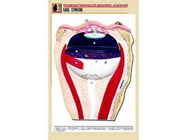 Рельефная таблица "Глаз. Строение" (формат А1, матовое ламинирование) - fgospostavki.ru - Щёлково