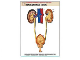 Рельефная таблица "Мочевыделительная система" (формат А1, матовое ламинирование) - fgospostavki.ru - Щёлково