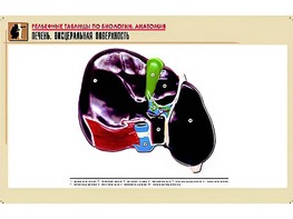 Рельефная таблица "Печень. Висцеральная поверхность" (формат А1, матовое ламинирование) - fgospostavki.ru - Щёлково