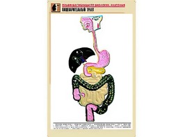Рельефная таблица "Пищеварительный тракт" (формат А1, матовое ламинирование) - fgospostavki.ru - Щёлково