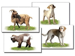 Набор карточек "Домашние животные" (раздаточные) - fgospostavki.ru - Щёлково