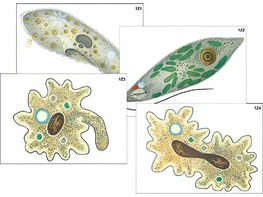 Модель-аппликация "Строение и разнообразие простейших" (ламинированная) - fgospostavki.ru - Щёлково