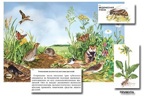 Магнитный плакат-аппликация "Луг: биоразнообразие и взаимосвязи в сообществе" - fgospostavki.ru - Щёлково