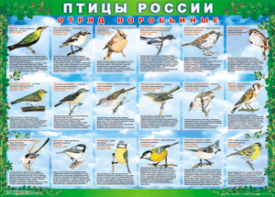 Комплект таблиц "Птицы России (4 листа)" (100х140 сантиметров, винил) - fgospostavki.ru - Щёлково