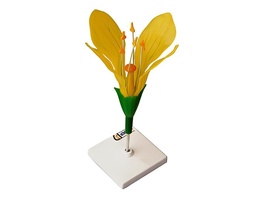 Модель цветка капусты - fgospostavki.ru - Щёлково