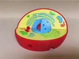 Модель растительной клетки - fgospostavki.ru - Щёлково