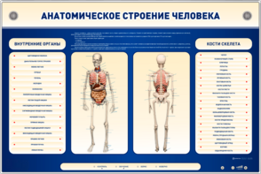 Электрифицированный стенд-тренажер c макетом скелета "Анатомическое строение человека" - fgospostavki.ru - Щёлково