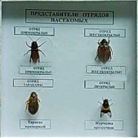 Коллекция энтомологическая "Представители отряда насекомых" - fgospostavki.ru - Щёлково