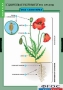 Комплект таблиц. Биология. Общее знакомство с цветковыми растениями. - fgospostavki.ru - Щёлково