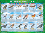 Комплект таблиц "Птицы России (4 листа)" (100х140 сантиметров, винил) - fgospostavki.ru - Щёлково