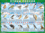 Комплект таблиц "Птицы России (4 листа)" (100х140 сантиметров, винил) - fgospostavki.ru - Щёлково