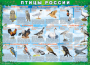 Комплект таблиц "Птицы России (4 листа)" (100х140 сантиметров, винил) - fgospostavki.ru - Щёлково