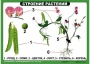 Комплект таблиц "Ознакомление с окружающим миром 1-4 класс" - fgospostavki.ru - Щёлково